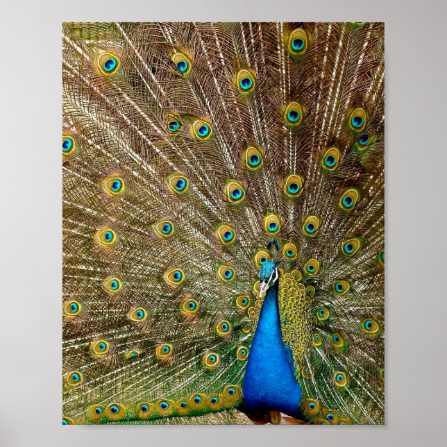 Póster Peacock Tail Feathers (Frente)