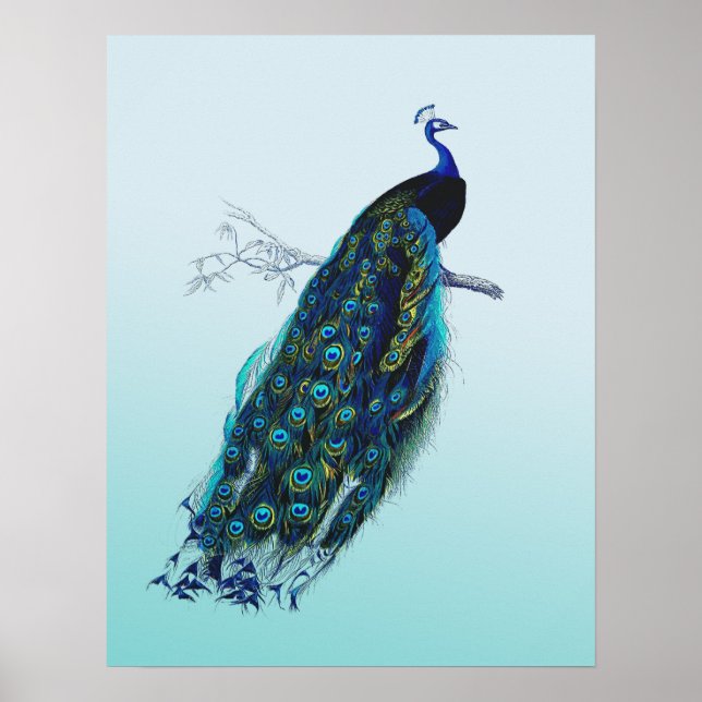 Póster Peacock vintage (Frente)