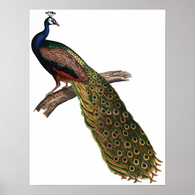 Póster Peacock vintage (Frente)
