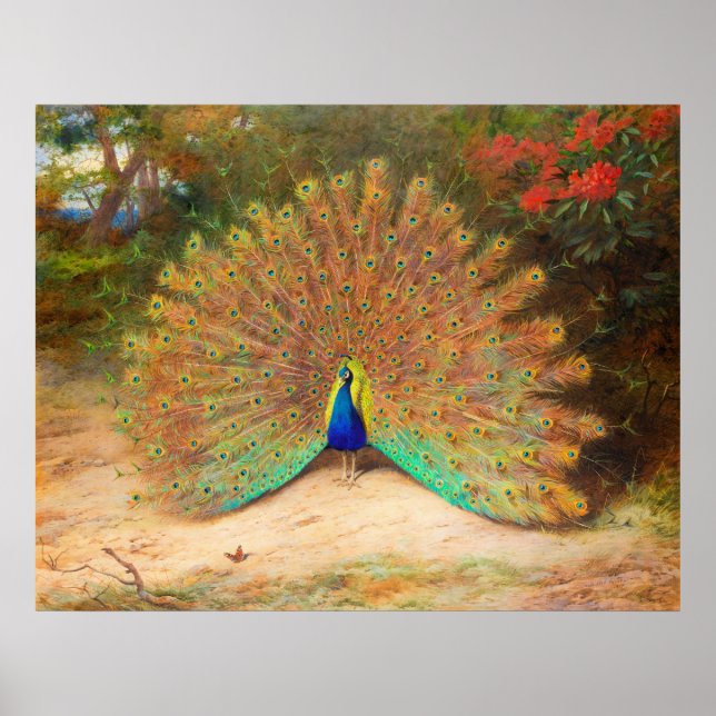 Póster Peacock y mariposa de pavo real (Frente)