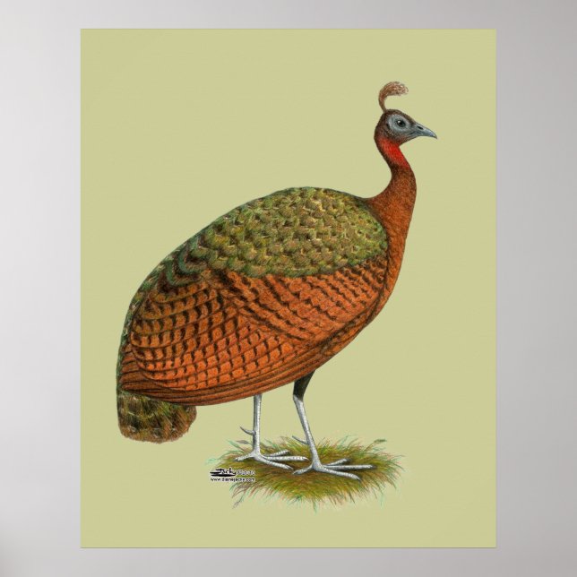 Póster Peafowl: Congo Peahen (Frente)