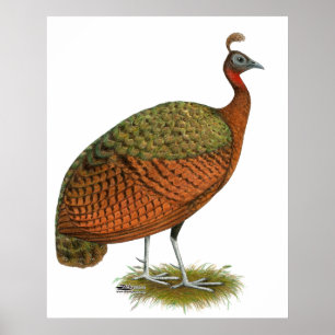 Póster Peafowl: Congo Peahen