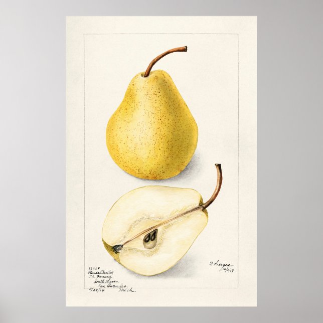 Póster Pear (Frente)