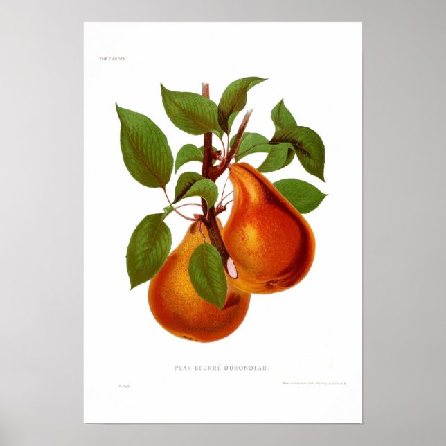 Póster Pear Beurre Durondeau (Frente)
