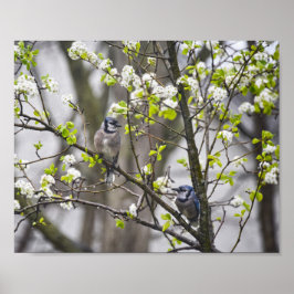 Póster Pear de Jay Azul en un árbol de orejas florido