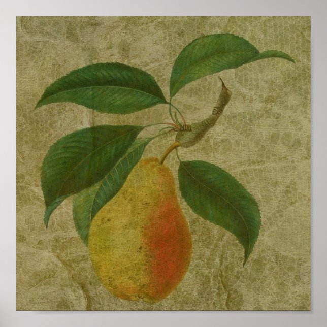Póster Pear de vintage (Frente)