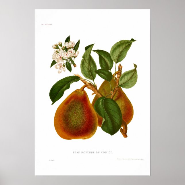 Póster Pear Doyenne du Comice (Frente)