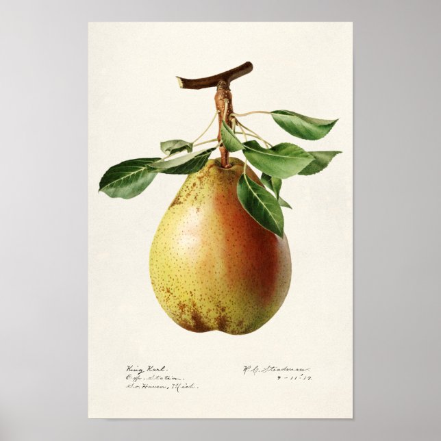 Póster Pear (Pyrus Communis) Fruit Watercolor Painting (Frente)