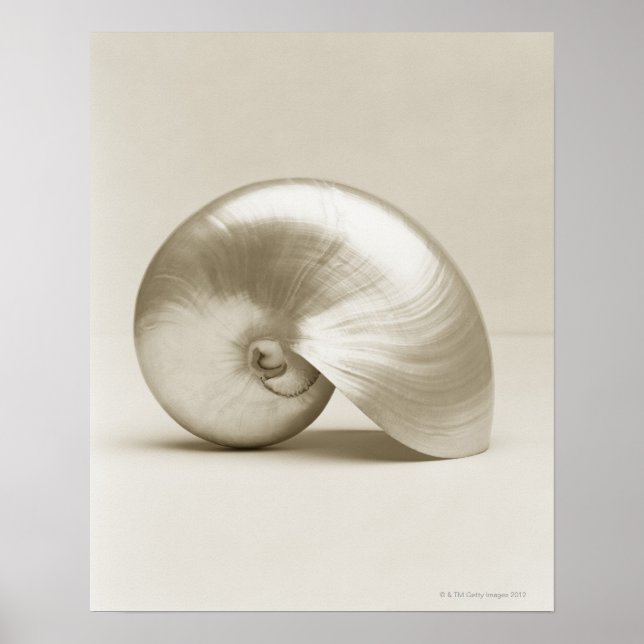 Póster Pearl Nautilus Seashell (Frente)