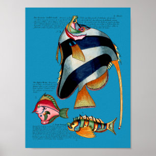 Póster Peces angulares en cualquier fondo