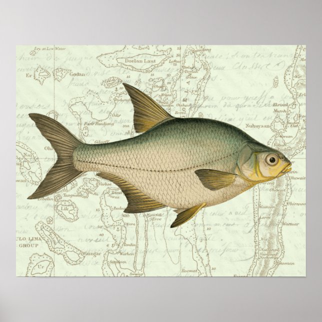 Póster Peces de agua dulce en el mapa (Frente)