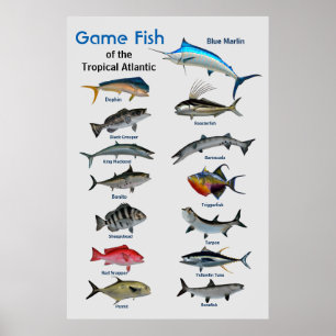Póster Peces de caza del Poster del Océano Atlántico tr
