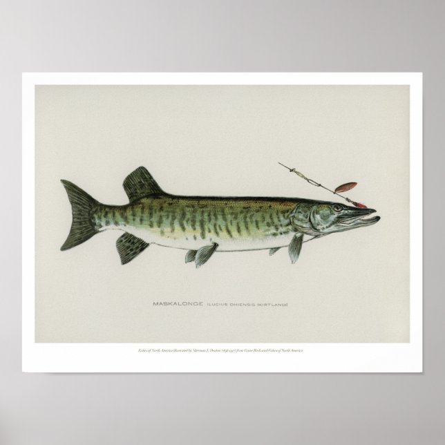 Póster Peces de época - Maskalonge (Frente)