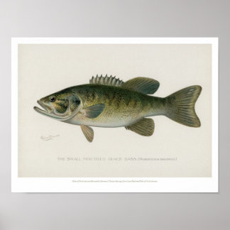 Póster Peces de época - Negro