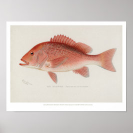 Póster Peces de época - Pargo Rojo