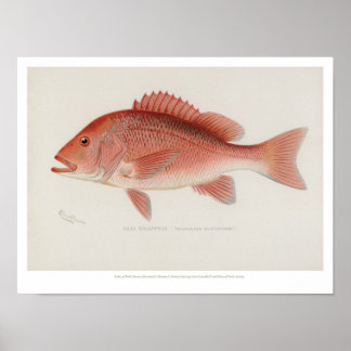 Póster Peces de época - Pargo Rojo