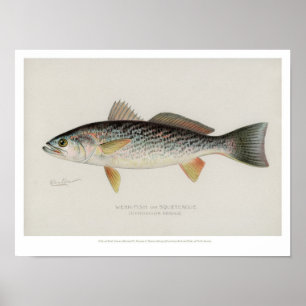 Póster Peces de época - Pescado débil