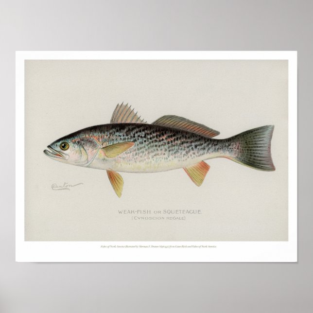Póster Peces de época - Pescado débil (Frente)