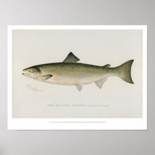 Póster Peces de época - Salmón atlántico - Poster