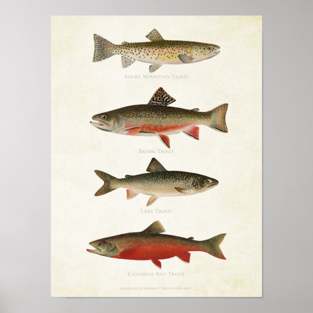 Póster Peces de época - truchas (Frente)