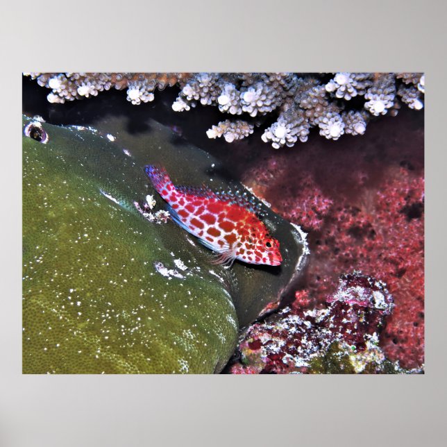 Póster Peces de Hawkfish y Coral (Frente)