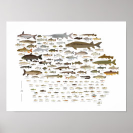 Póster Peces de Iowa