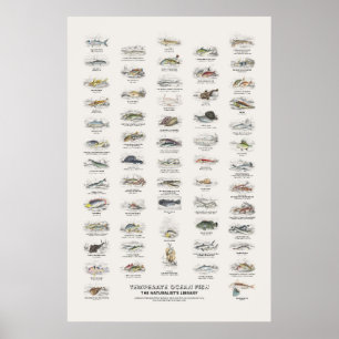 Póster Peces de Océano Templado - Biblioteca del Naturali