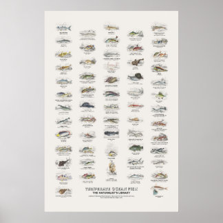 Póster Peces de Océano Templado - Biblioteca del Naturali