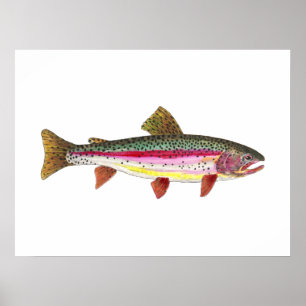 Póster Peces de trucha arco iris