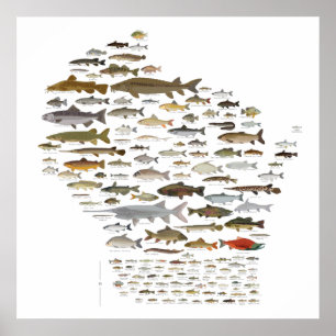 Póster Peces de Wisconsin