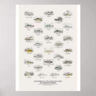 Póster Peces del Norte y de Agua Fría - Biblioteca del Na
