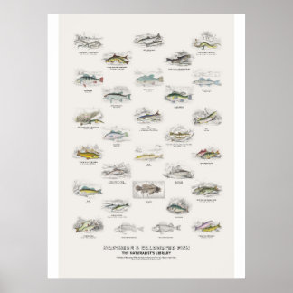 Póster Peces del Norte y de Agua Fría - Biblioteca del Na
