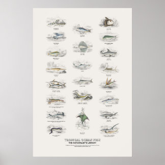 Póster Peces del Océano Tropical - Biblioteca del Natural