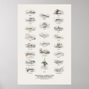 Póster Peces del Océano Tropical - Biblioteca del Natural