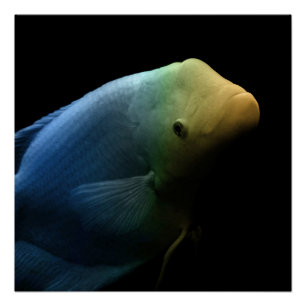 Póster Peces en tanque - Fotografía de arte