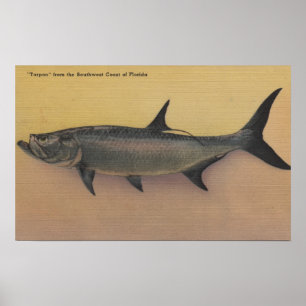 Póster Peces Tarpon de la costa sureña de Florida