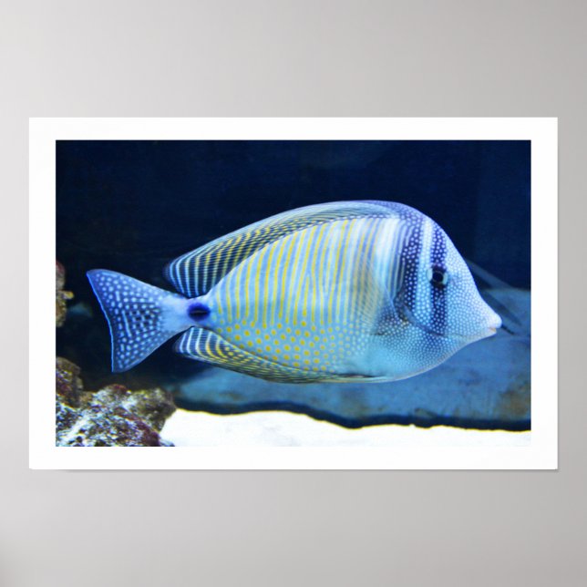 Póster Peces tropicales (Frente)