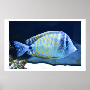 Póster Peces tropicales