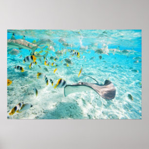 Póster Peces tropicales