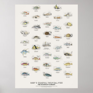 Póster Peces Tropicales de Arrecifes y Costeros-Bibliotec