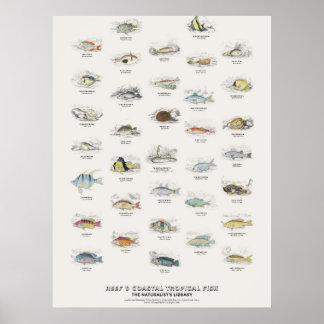 Póster Peces Tropicales de Arrecifes y Costeros-Bibliotec