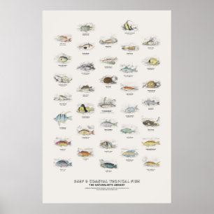 Póster Peces Tropicales de Arrecifes y Costeros-Bibliotec