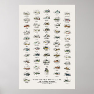 Póster Peces Tropicales de Río y Selva-Biblioteca del Nat