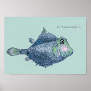 Póster Peces tropicales vintage