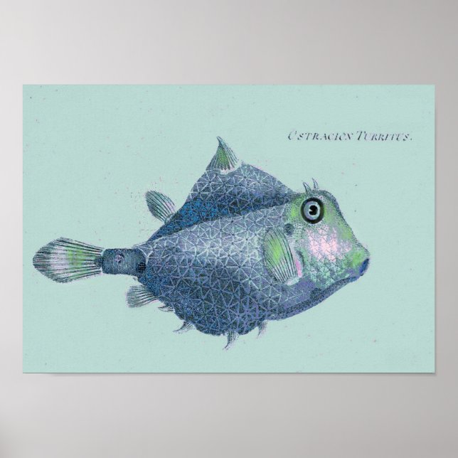 Póster Peces tropicales vintage (Frente)