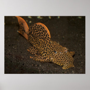 Póster Peckoltia Compta