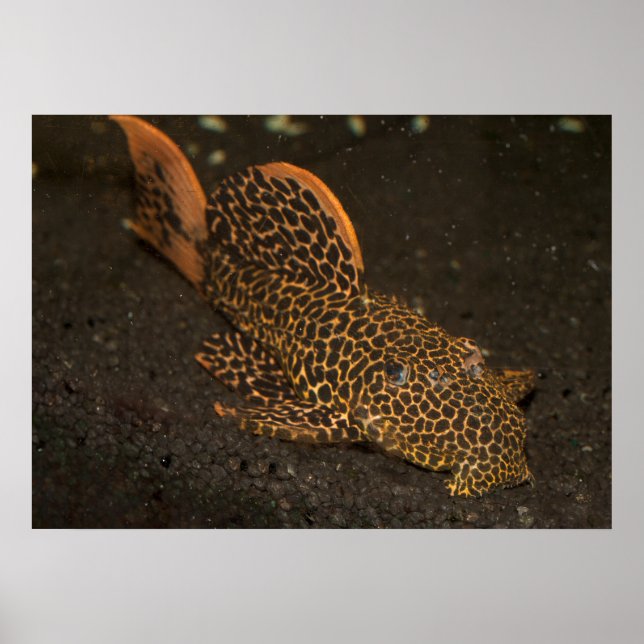 Póster Peckoltia Compta (Frente)