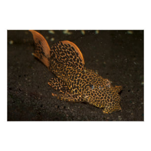 Póster Peckoltia Compta