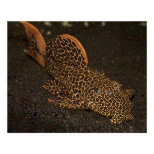 Póster Peckoltia Compta