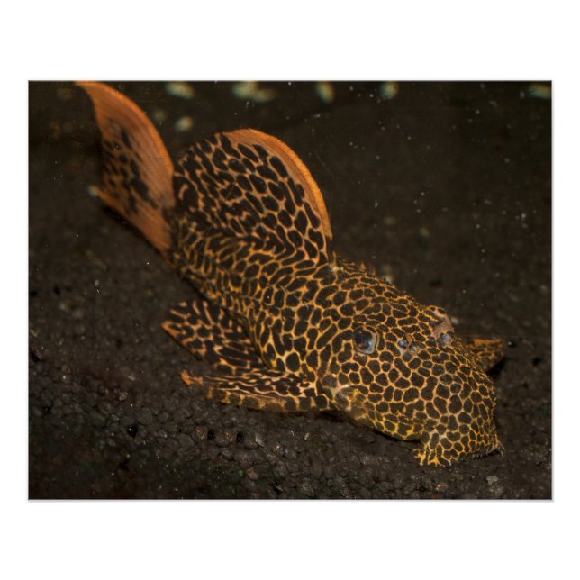 Póster Peckoltia Compta (Anverso)